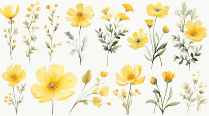 Keuken spatwand met foto  a bunch of yellow flowers painted in watercolor on a white background, each with a single stem of the same flower. © Olga