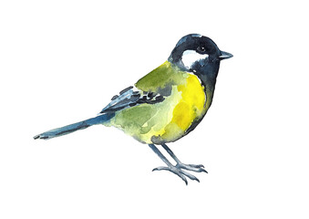Great blue tit. A small colored bird. Watercolor. - 700311715