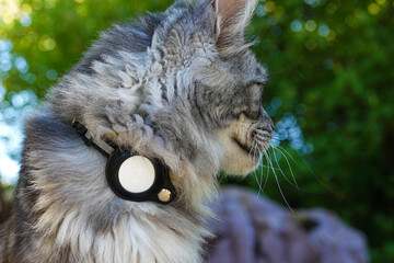 tracking device Cat Collar - 700312554