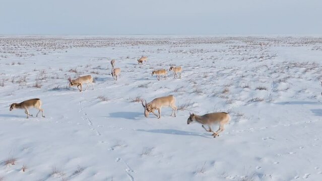 Saigas in winter during the rut. A herd of Saiga antelope or Saiga tatarica walks in snow - covered steppe in winter. Antelope migration. Walking with wild animals, slow motion video.