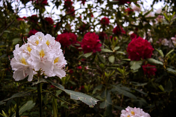 Fototapeta premium The rhododendron basin in the province of Biella.