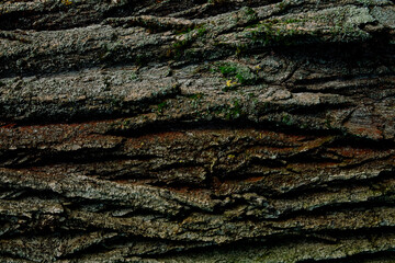 Closeup captures textured bark tree, intricate patterns deep grooves ridges, predominantly brown variations shade, spots green moss lichen surface, detailed