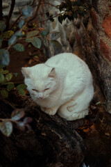 A small white cat.