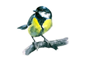 Great blue tit. A small colored bird. Watercolor. - 700314504