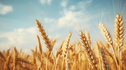 Fototapeta premium a close up of a wheat field with a blue sky in the background and a few clouds in the sky.