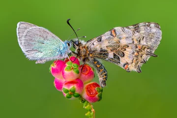 Sierkussen Macro shots, Beautiful nature scene. Closeup beautiful butterfly sitting on the flower in a summer garden. © blackdiamond67