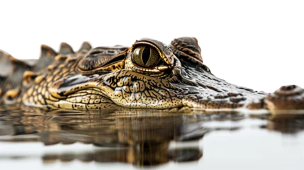 Keuken spatwand met foto A crocodile swimming in the water isolated on a transparent background © Flowal93