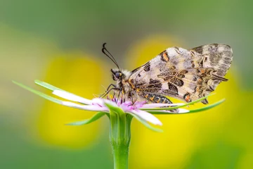 Foto auf Acrylglas Macro shots, Beautiful nature scene. Closeup beautiful butterfly sitting on the flower in a summer garden. © blackdiamond67