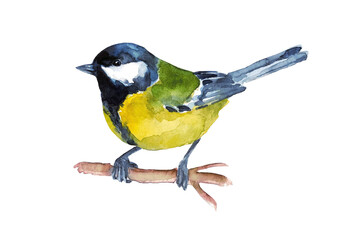 Great blue tit on the branch . A small colored bird. Watercolor. - 700316376