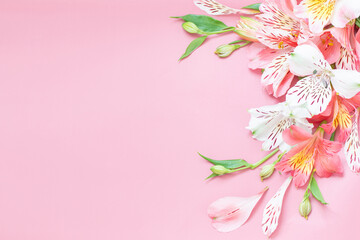 alstroemeria flowers on pink background