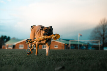 Dog playing with toy, adult German Shepherd dog running in a field - obrazy, fototapety, plakaty