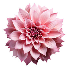 closeup pink Dahlia flower isolated on transparent background