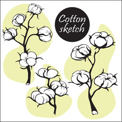 Set of branch of cotton, flowers and leaves of plant. Hand-drawn sketch botanical illustration. wildflowers with stems