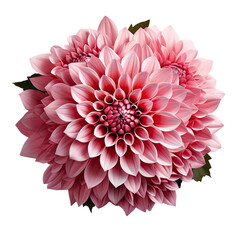 Flower of pink dahlia isolated on transparent background