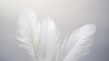  a close up of a white feather on a gray background with a blurry image of a bird's tail.