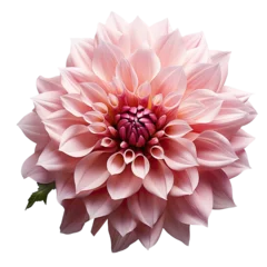 Foto op Canvas light pink Dahlia flower isolated on transparent background © shamim