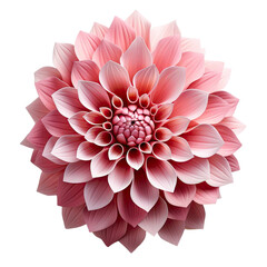 pink Dahlia flower isolated on transparent background