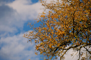 Autumn leaves against sky background showing tree in beautiful landscape.