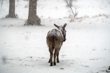 Mini donkey during cold winter season weather in field with icicles on fur.