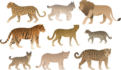 Different animals of feline family. Wild cat set. Vector illustrations isolated. Tiger, bobcat, lynx, cougar, jaguar, ocelot, cheetah, leopard, lion. - obrazy, fototapety, plakaty