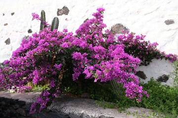 Beautuful blooming plant bouganville (Bougainvillea glabra, paper flower) with purple flowers, met...