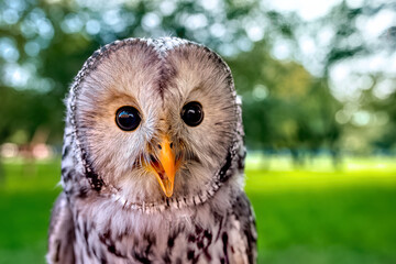 A beautiful owl, the Ural Owl, sits on a tree in the forest.
