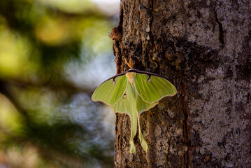 Luna Moth on tree in the forest