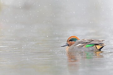 Eurasian teal (Anas crecca) swimming in a lake with snowfall.