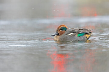 Eurasian teal (Anas crecca) swimming in a lake with snowfall.