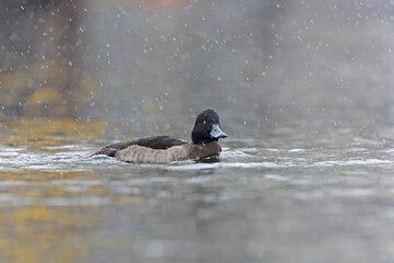 Tufted duck (Aythya fuligula) swimming in a lake with snowfall.