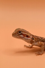 Baby Bearded Dragon