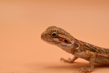 Baby Bearded Dragon