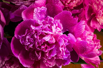 Beautiful water drops on a pink petal peony macro. Gentle soft elegant artistic image with soft focus