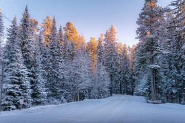 The beautiful winter forest with snow-covered pine trees with the sunset colors during the cold evening in Siberian taiga at Khanty-Mansiysk, Russia.