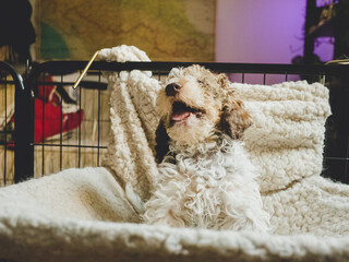 Stock image depicting a bicolor poodle puppy yawning or vocalizing in a metal playpen, lined with a soft, textured blanket. The warm lighting and homely backdrop convey a sense of comfort.