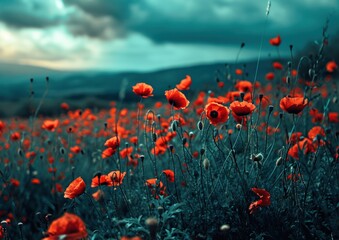 Fototapeta na wymiar an image shows a field of red poppies