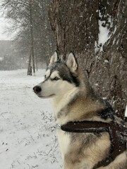 siberian husky in winter