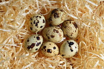 broken quail egg with whole eggs on wood shavings, top view close-up