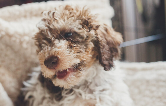 High-quality stock image of a playful poodle puppy with bicolor fur, predominantly white and brown, in a cozy indoor setting. 