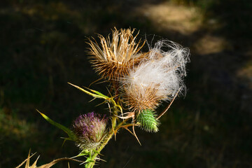 Thistle . A perennial species of flowering plant in the family asteraceae