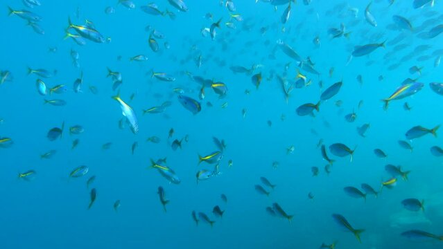 タカベ_大瀬崎_20231227.