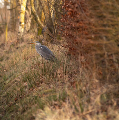 The heron hunts other animals, looks for frogs or small mice