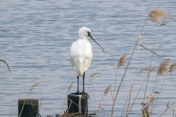 川辺の杭にとまるクロツラヘラサギ