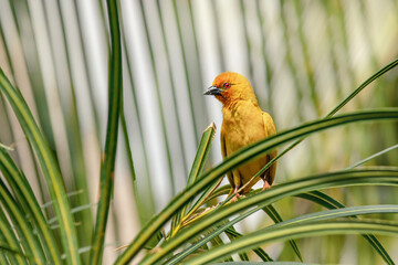 Golden weaver sits on a plant. Birds of Tanzania. Africa