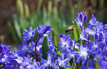 Bee at work in the flowers on a day in May