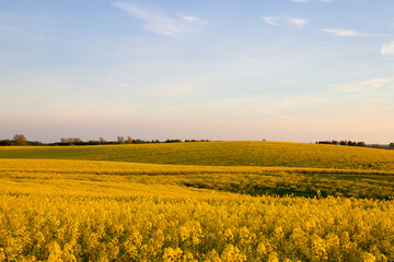 Fototapeta premium Hilly beautiful yellow fields in springtime