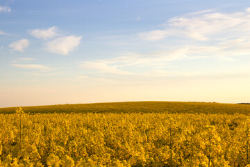 Hilly field with canola in the beautiful yellow look