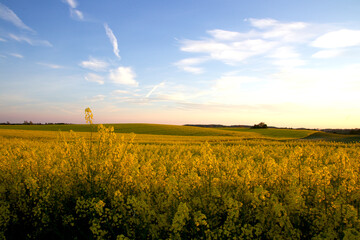 Obraz premium It meanders in green and yellow in spingtime