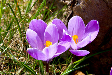 Purple crocus and yellow stamens in springtime