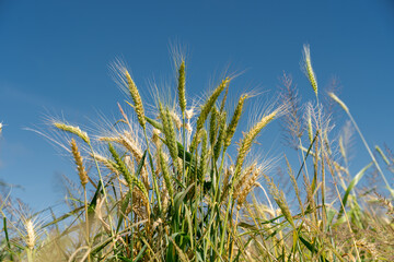 Yellow agriculture field with ripe wheat and blue sky with clouds over it. Field of Southern Ukraine with a harvest.
